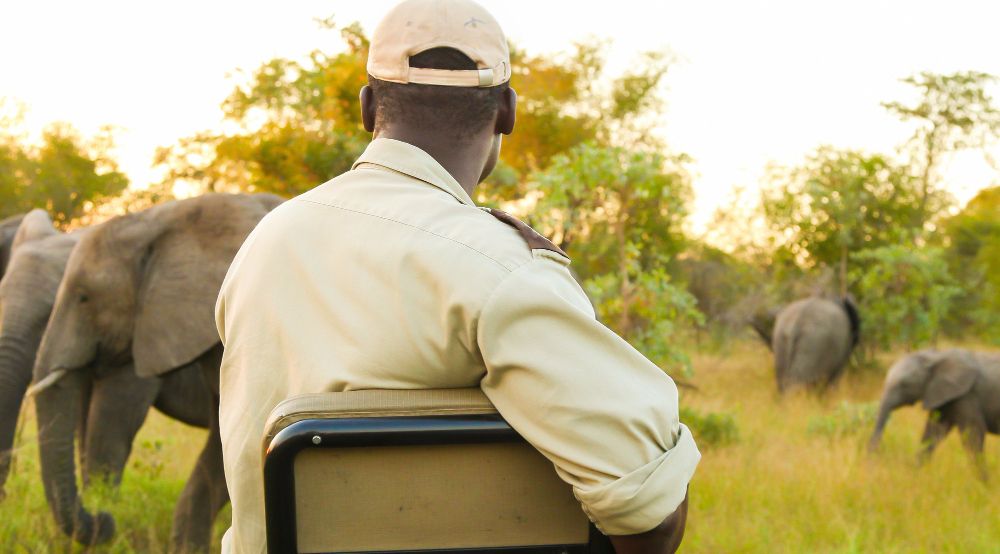 guide safari