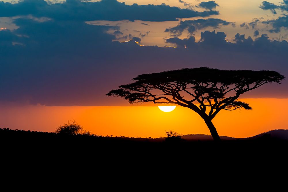 safari