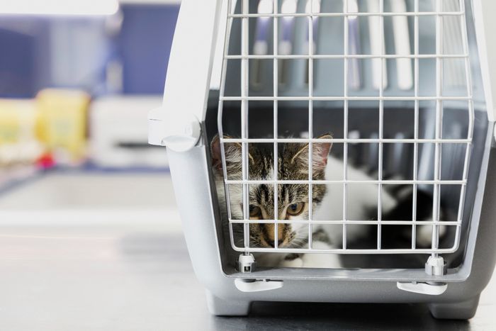 chats-voyage-caisse-transport
