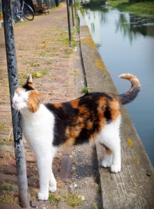 Cat Amsterdam